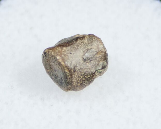 Champsosaurus Vertebrae (Cretaceous Reptile) #10813